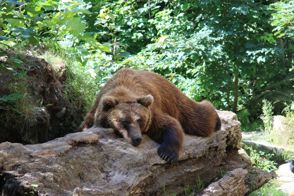 Braunbär