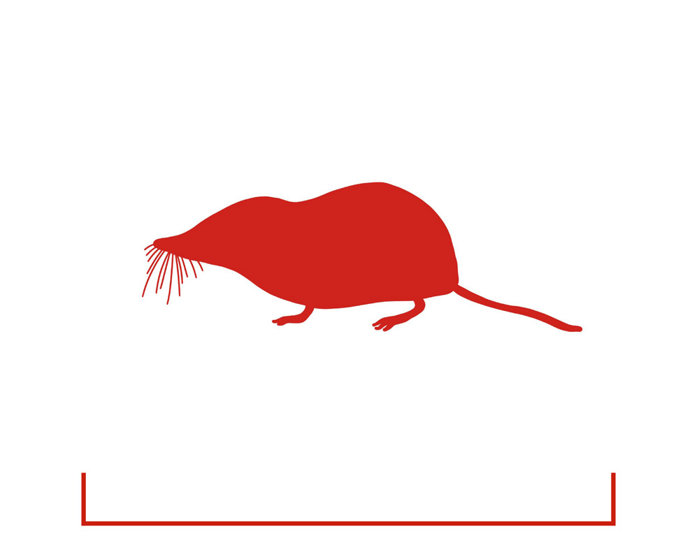 Etrusker-Spitzmaus-icon