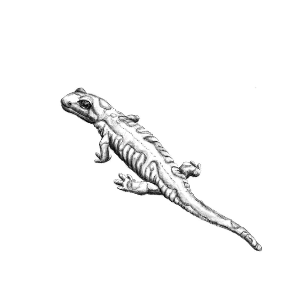 Feuersalamander