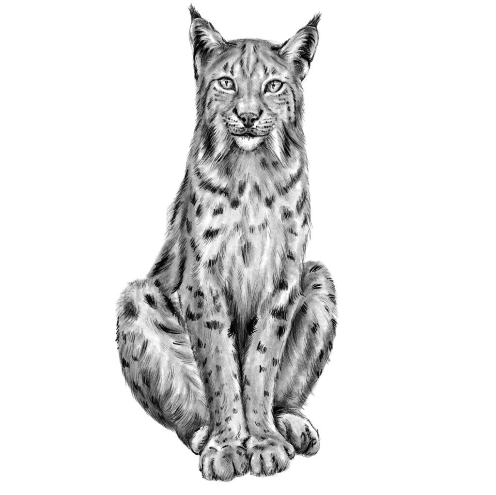 alpenzoo-luchs